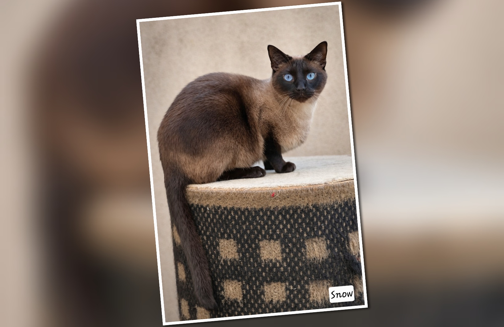 InCollage_20260123_131621484