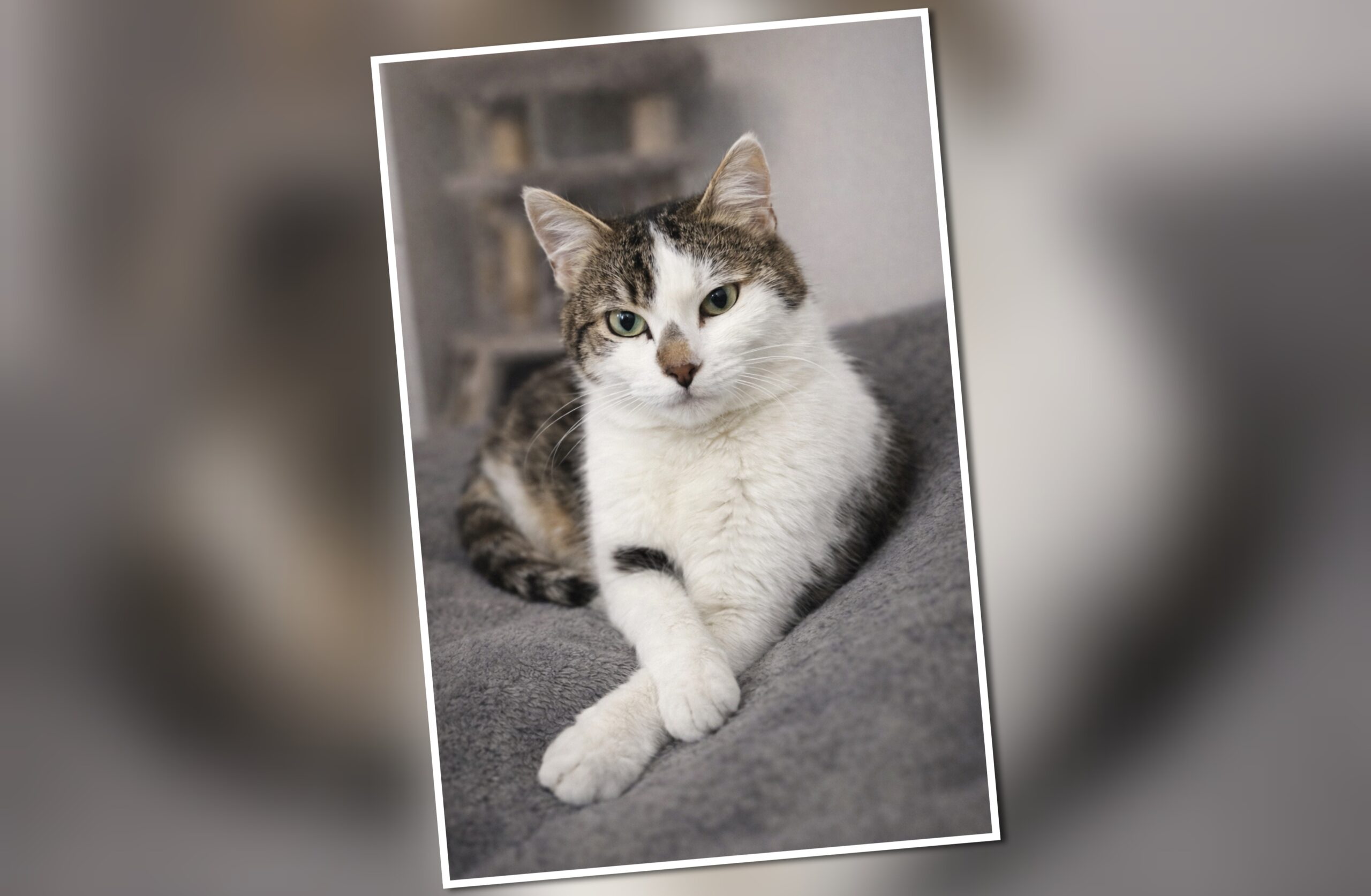 InCollage_20260214_124156486