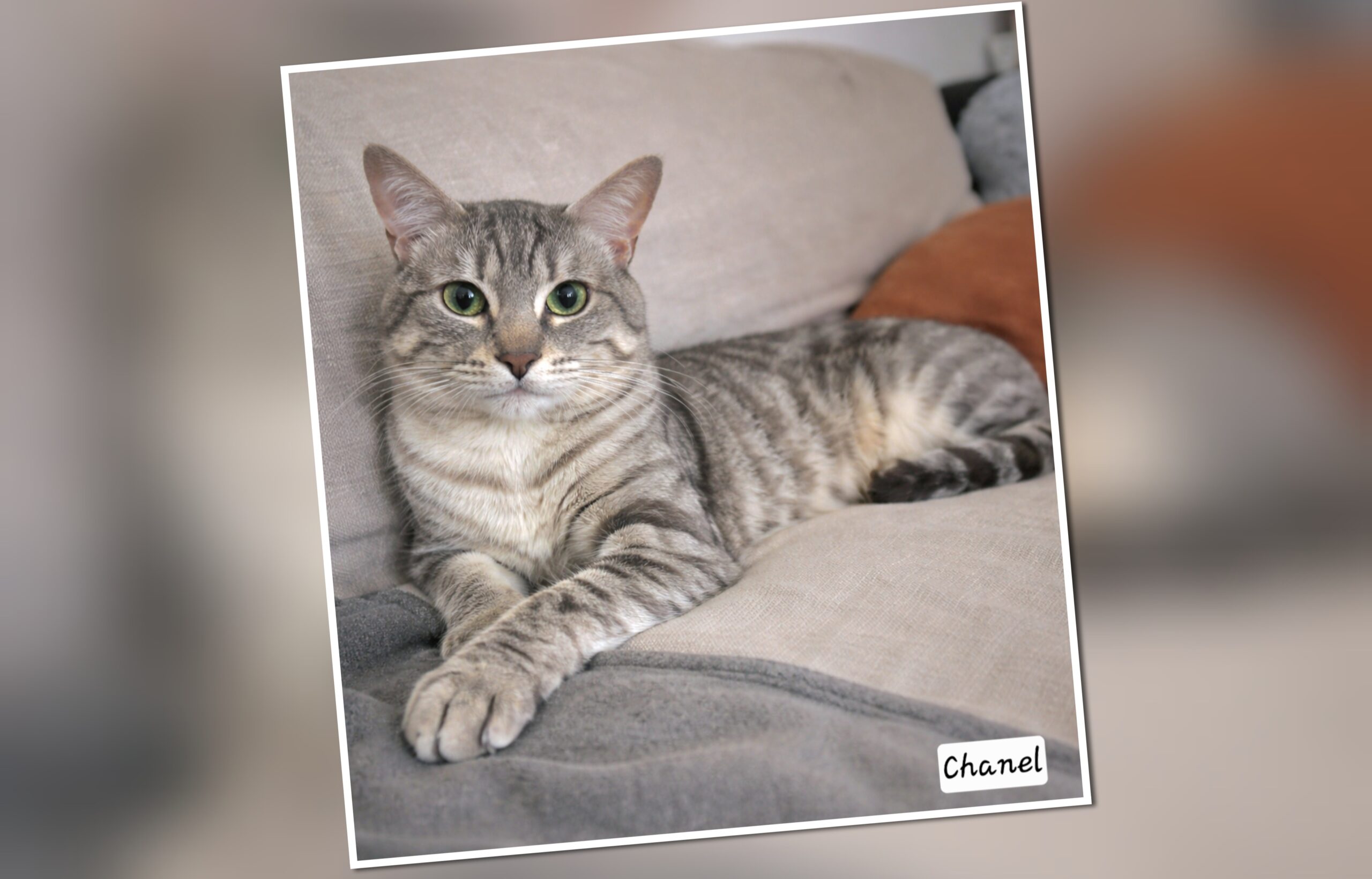 InCollage_20260306_221805467