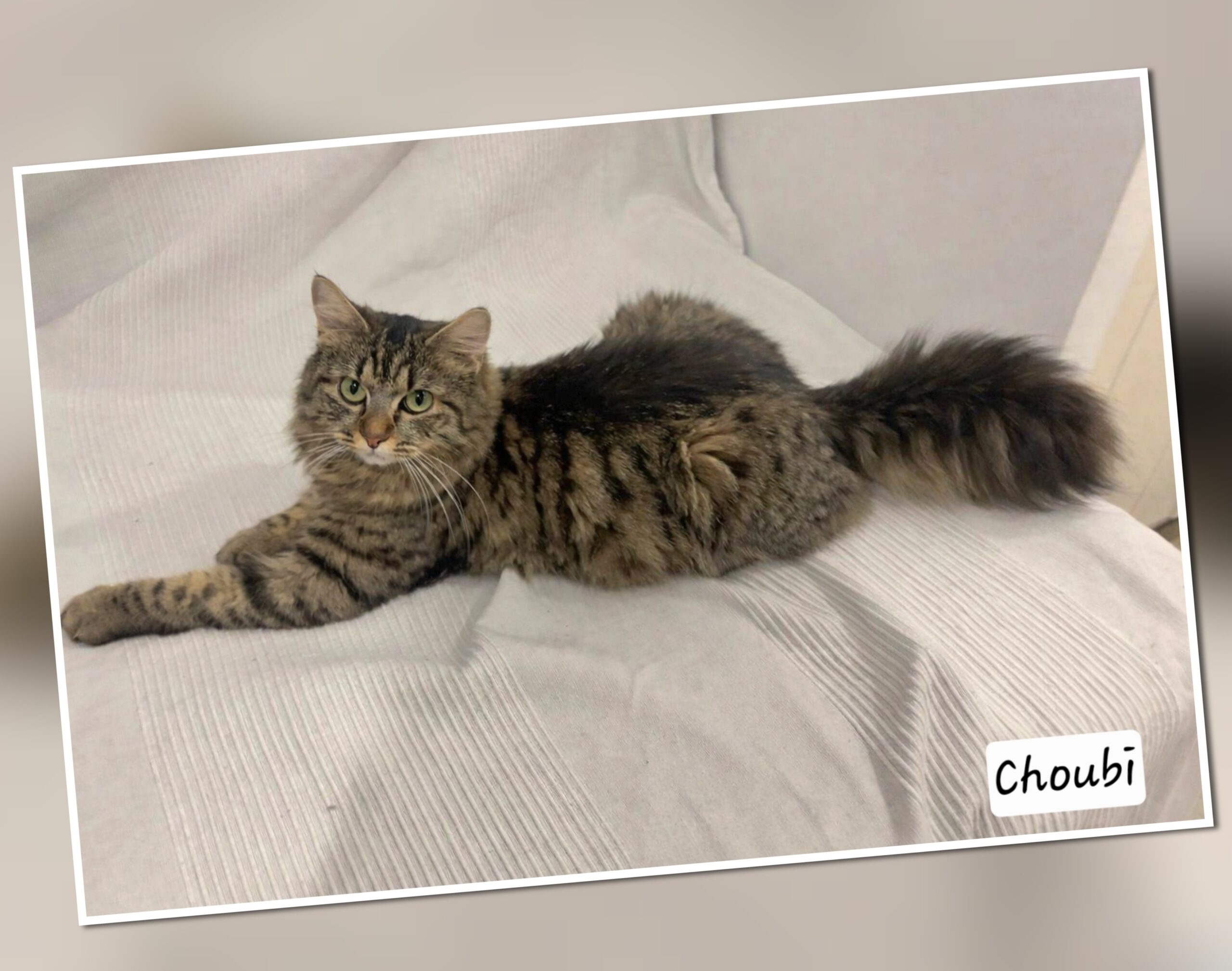 InCollage_20260311_225344833