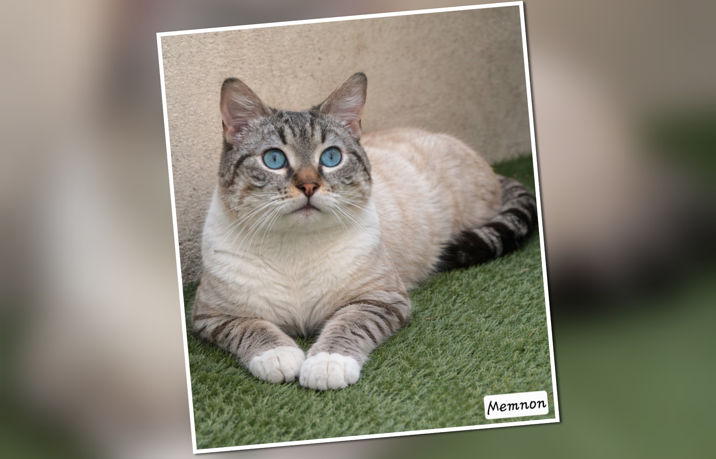 InCollage_20260324_162844501