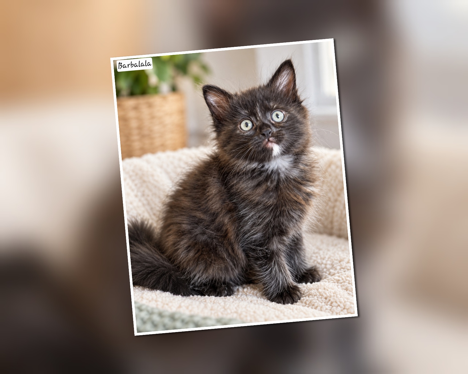 InCollage_20261002_135952769